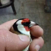 سهره|پرنده|قزوین, |دیوار