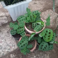 گل‌های آپارتمانی برای فروش