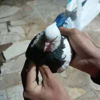 چهار تا کبوتر یک میلیون