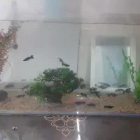 فروش اکواریوم با ماهی