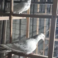 کفتر