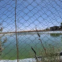 مزرعه کشاورزی دامداری مسکونی استخر زعفران|فروش دفتر صنعتی، کشاورزی، تجاری|مشهد, نرگس (شهرک غرب)|دیوار