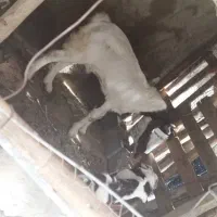 چغل گلابی|حیوانات مزرعه|دیلم, |دیوار