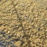 سیر جمع کردن