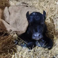 لبنیات گاومیش