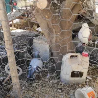 کفتر کبوتر|پرنده|پلدختر, |دیوار