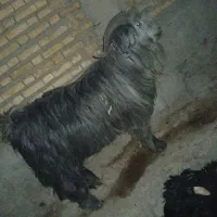 دو بور درجه یک|حیوانات مزرعه|لالی, |دیوار