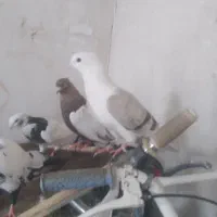 کبوتر