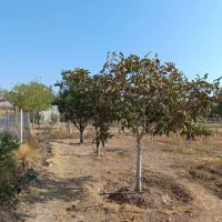 باغ-1000متری-سند-دار