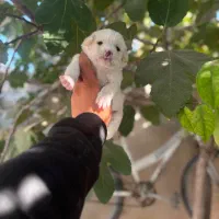 توله مالتیز عروسکی فقط 2900|سگ|کرج, جهانشهر|دیوار