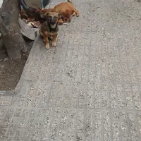 واگذاری اشپیتز|سگ|گرگان, |دیوار