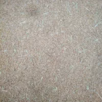 گندم|گل و گیاه طبیعی|چغادک, |دیوار