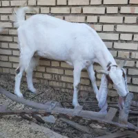 بز گلابی|حیوانات مزرعه|هندیجان, |دیوار