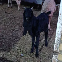 بزغاله گلابی|حیوانات مزرعه|بجنورد, |دیوار