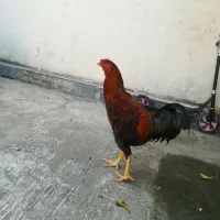 آمل،