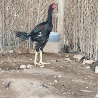 خروس لاری|حیوانات مزرعه|علامرودشت, |دیوار