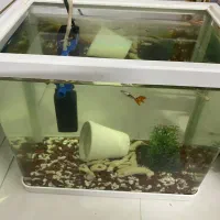 آکواریوم با ماهی گوپی