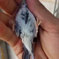 جوه سهره نر گل کرده|پرنده|کوهدشت, |دیوار