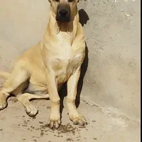 توله سگ پژدر|سگ|رباط‌کریم, رباط‌کریم|دیوار