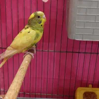 دوعدد مرغ عشق نر وماده