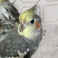 عروس هلندی گمشده کوی پاسداران گلشن سوم|حیوانات|خرمآباد, |دیوار