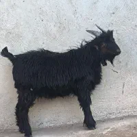 کهره نر ترکی چاق|حیوانات مزرعه|خورموج, |دیوار