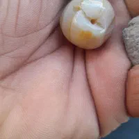 جفت مهره سلیمانی زیرخاکی رگ دار