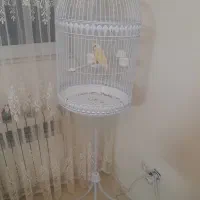 طوطی کوتوله باقفس