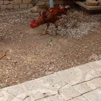 خروس لاری