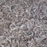 پیاز زعفران