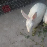 معاوضه خرگوش نر با ماده