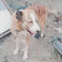 سگ گمشده|حیوانات|گرگان, |دیوار