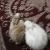 خرگوش بامزه|موش و خرگوش|بندر کنگان, |دیوار