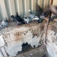 کبوتر کشتنی