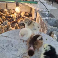 جوجه یک هفته محلی