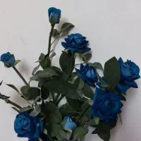 گل رز ابی