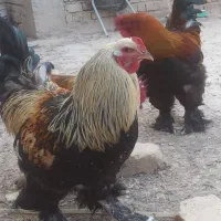 فروش خروس برهما