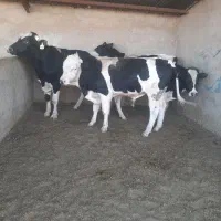 گاو گوساله نر