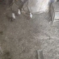 کربلایی زردکاکلی