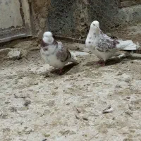 کفتر|پرنده|قم, زند آباد|دیوار