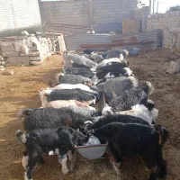 گله بزی داشتی