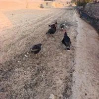 فروشی|حیوانات مزرعه|ایذه, |دیوار