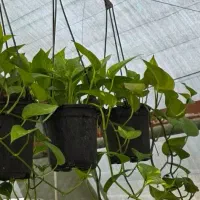 پتوس سبز|گل و گیاه طبیعی|رشت, جهاد|دیوار