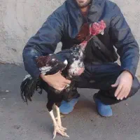 خروس لاری ۱/۵ ساله