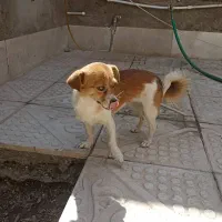 سگ پا کوتاه|سگ|سیرجان, |دیوار