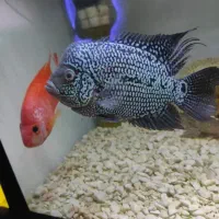 فلاور کامفا کینگ و ماهی پرت تگزاس بارب حلب