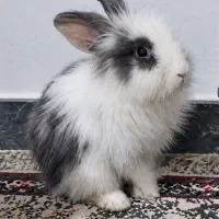 خرگوش نر