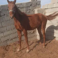 مادیان ۳ساله سرحال|اسب و تجهیزات اسبسواری|گنبد کاووس, |دیوار