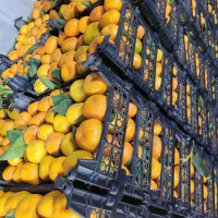 فروش نارنگی محلی درجه ۱ استان مازندران|خوردنی و آشامیدنی|نکا, |دیوار