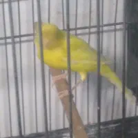 قناری نر کوتاه بلند خون|پرنده|کرج, کوی امامیه|دیوار